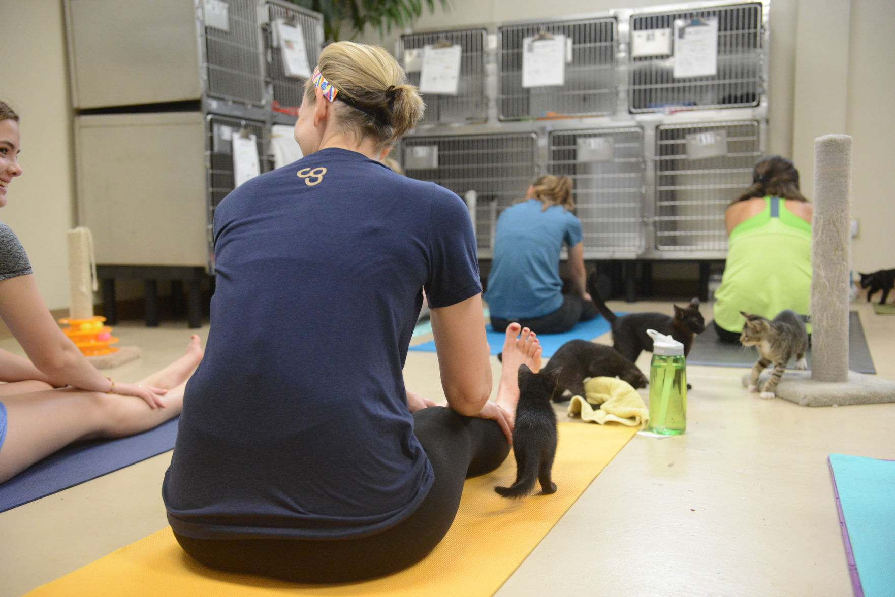 Cat Yoga at Aggieland Humane Society
